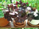 oxalis