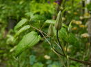 DSCN7184