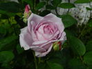 DSCN7185
