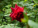 DSCN7193
