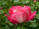 DSCN7194