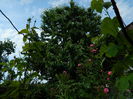 DSCN7197