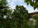 DSCN7200