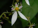 DSCN7208