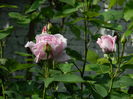 DSCN7233