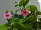 Kohleria Luci s Puzzle comp Luci s Bubbles