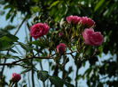 DSCN7234