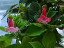 Kohleria Luci s Puzzle comp Luci s Bubbles