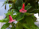 Kohleria Kohleria Luci s Puzzle comp Luci s Bubbles