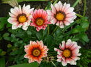 DSCN7239