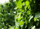 DSCN7240