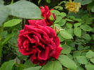 DSCN7294