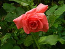 DSCN7307