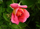 DSCN7316