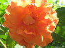 Picture My plants 3256