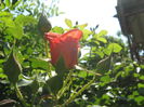 Picture My plants 3257