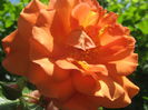 Picture My plants 3259