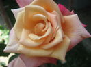 Picture My plants 3260