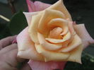 Picture My plants 3262
