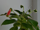 NEW -Kohleria my hibrids seria II 9 a1