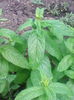 menta spicata
