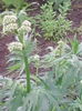 valeriana