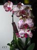PHAELANOPSIS