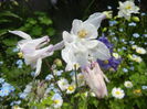 Aquilegia White (2015, May 05)