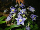 Aquilegia Blue (2015, May 03)