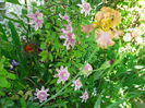 DSC08196