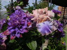 Florentine silk