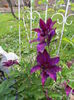 Fleuri
