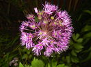 Allium Purple Sensation (2015, May 07)