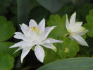 aquilegia Clementine White