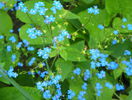 brunnera macrophyla