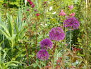 allium Purple Sensation