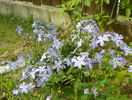 phlox divaricata