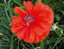 papaver orientale
