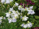 aquilegia Tower Light Blue