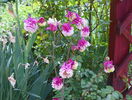 aquilegia Pink Petticoat
