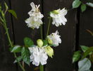 aquilegia Tower White