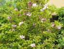 magnolia Susan