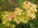 acer Katsura