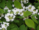 viburnum plicatum Lanarth