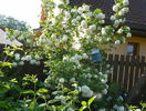 viburnum opulus Roseum