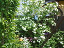 viburnum opulus Roseum