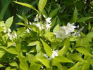 deutzia Nikko