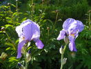 iris pallida aureovariegata