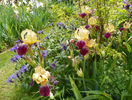 iris squalens