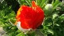 DSC00855